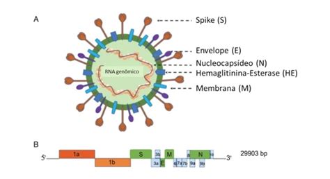 detectado o rna do sars-cov-2 hermes pardini|Validación de una técnica de PCR dúplex usando el gen E y .